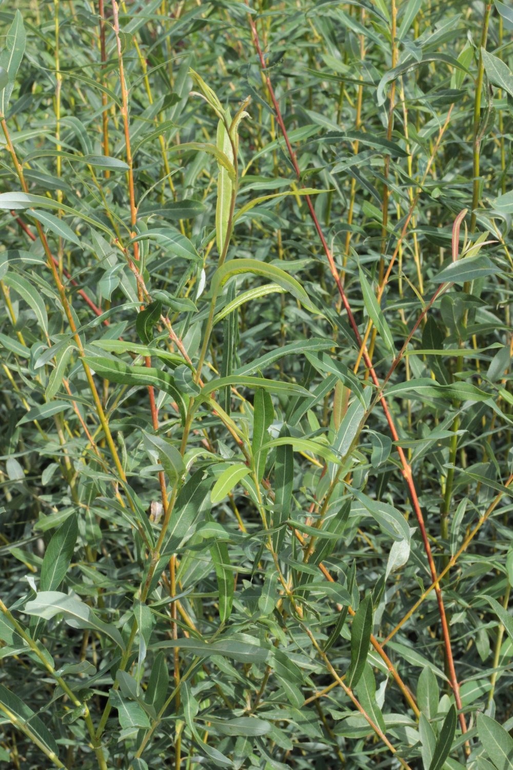 Salix purpurea