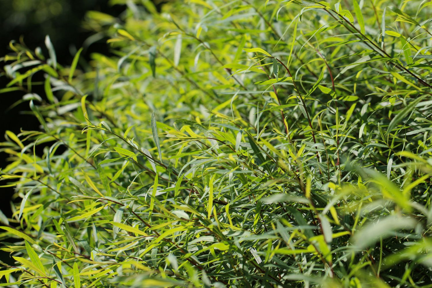 Salix purpurea