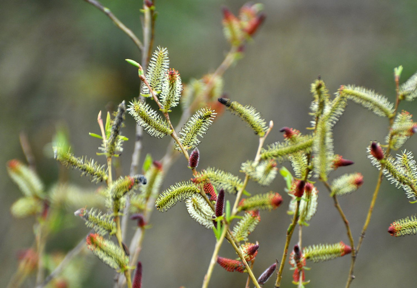 Salix purpurea