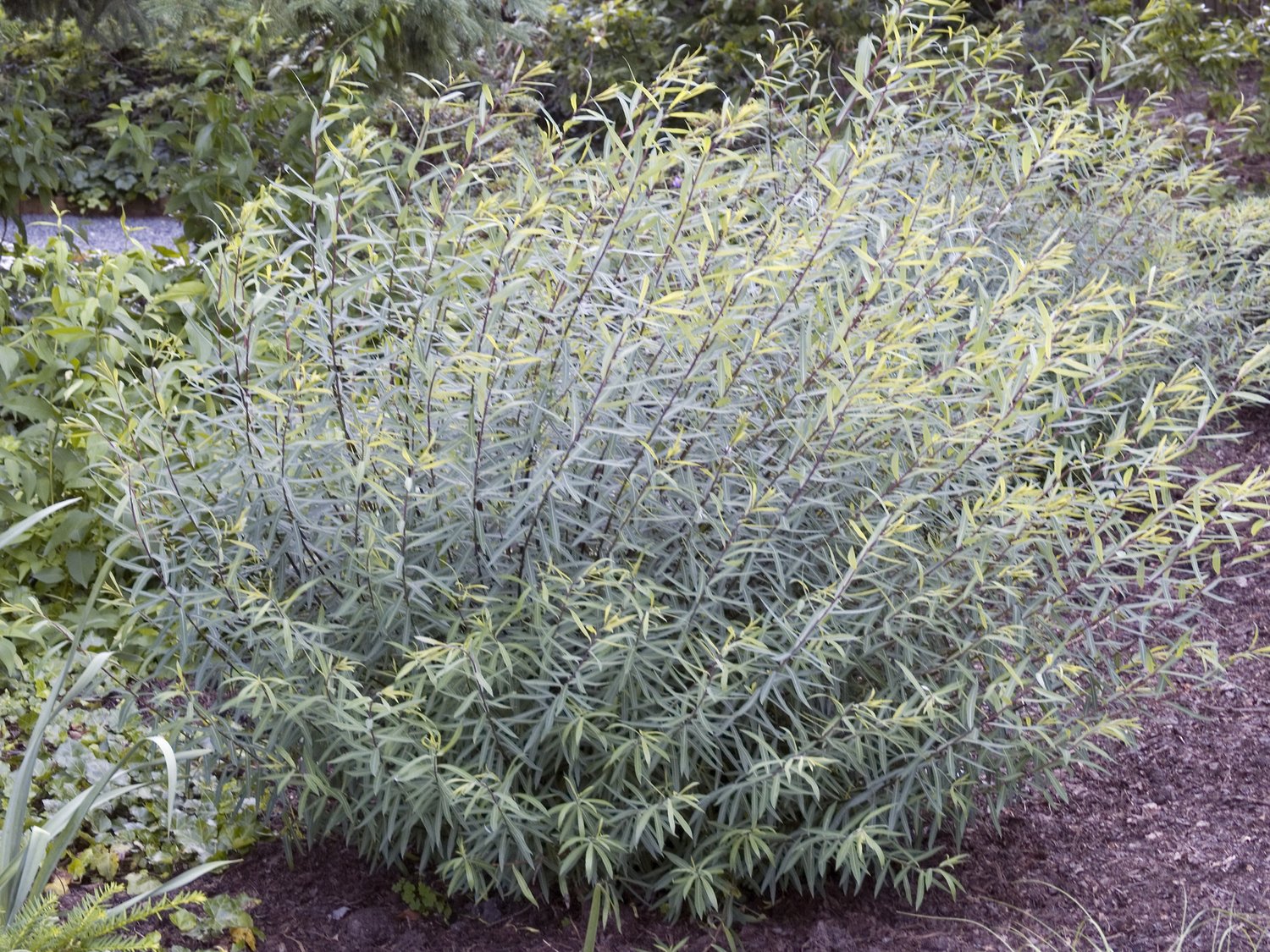 Salix purpurea 'Nana'