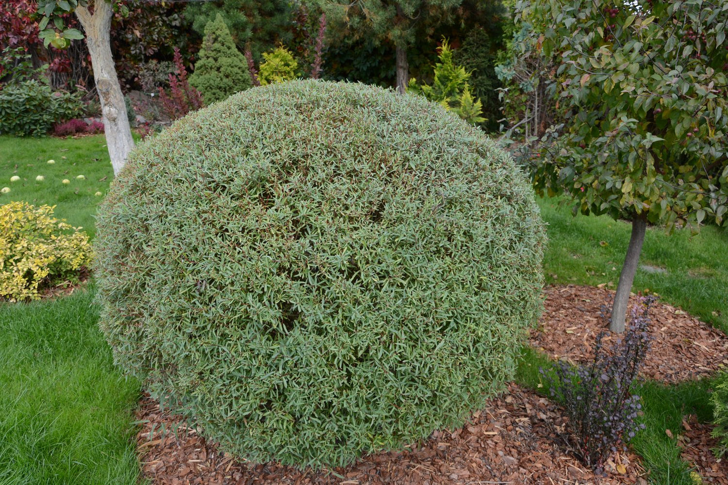 Salix purpurea 'Nana'