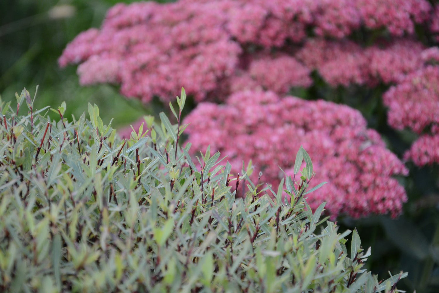 Salix purpurea 'Nana'