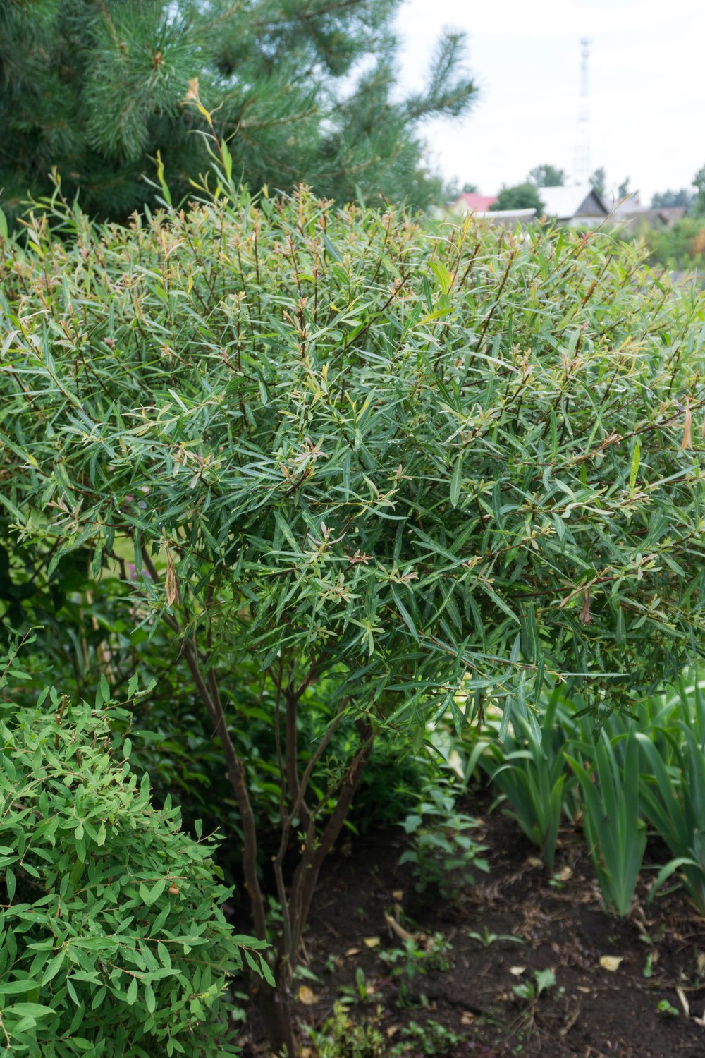 Salix purpurea 'Nana'