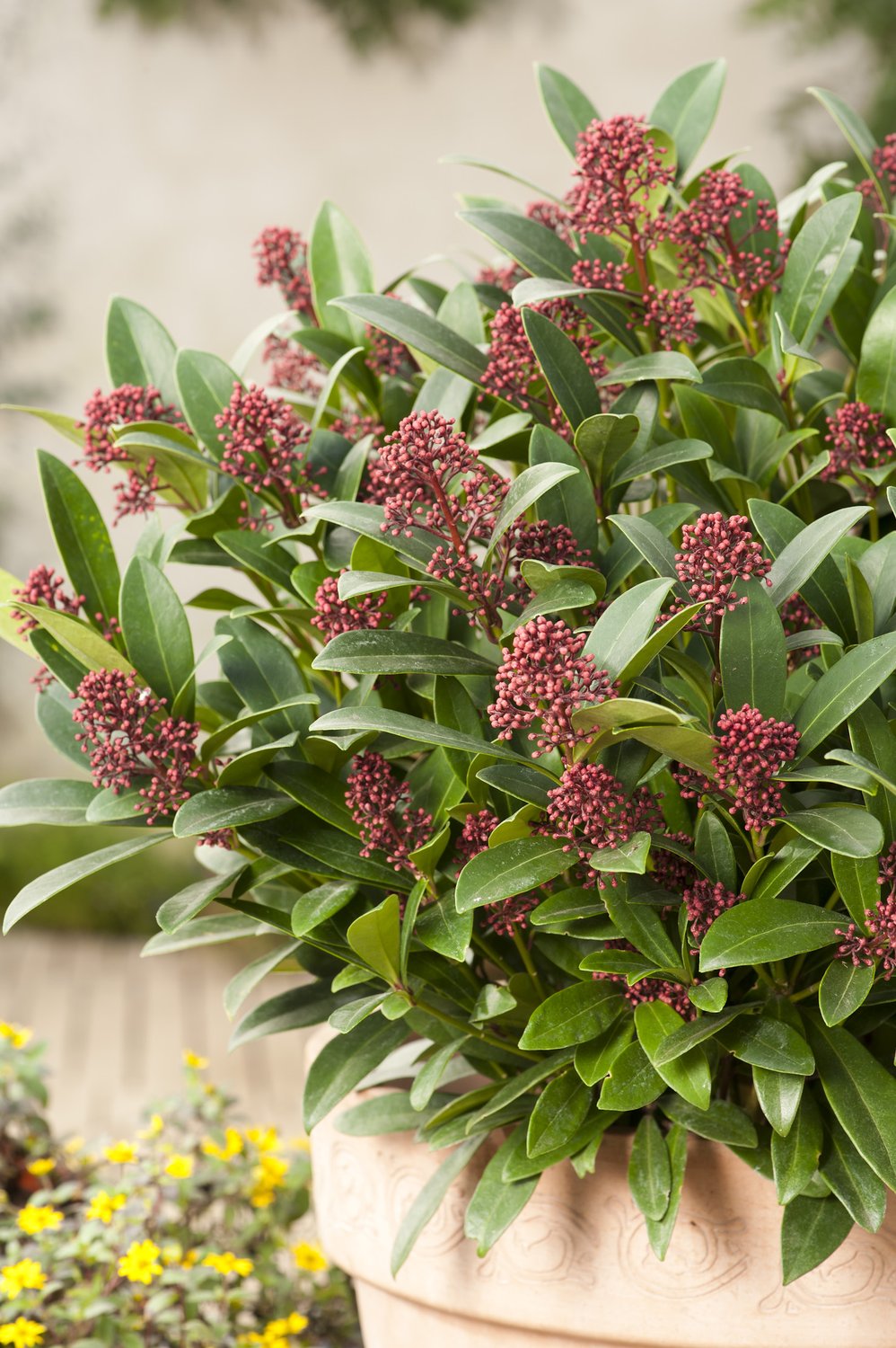 Skimmia japonica 'Rubella'