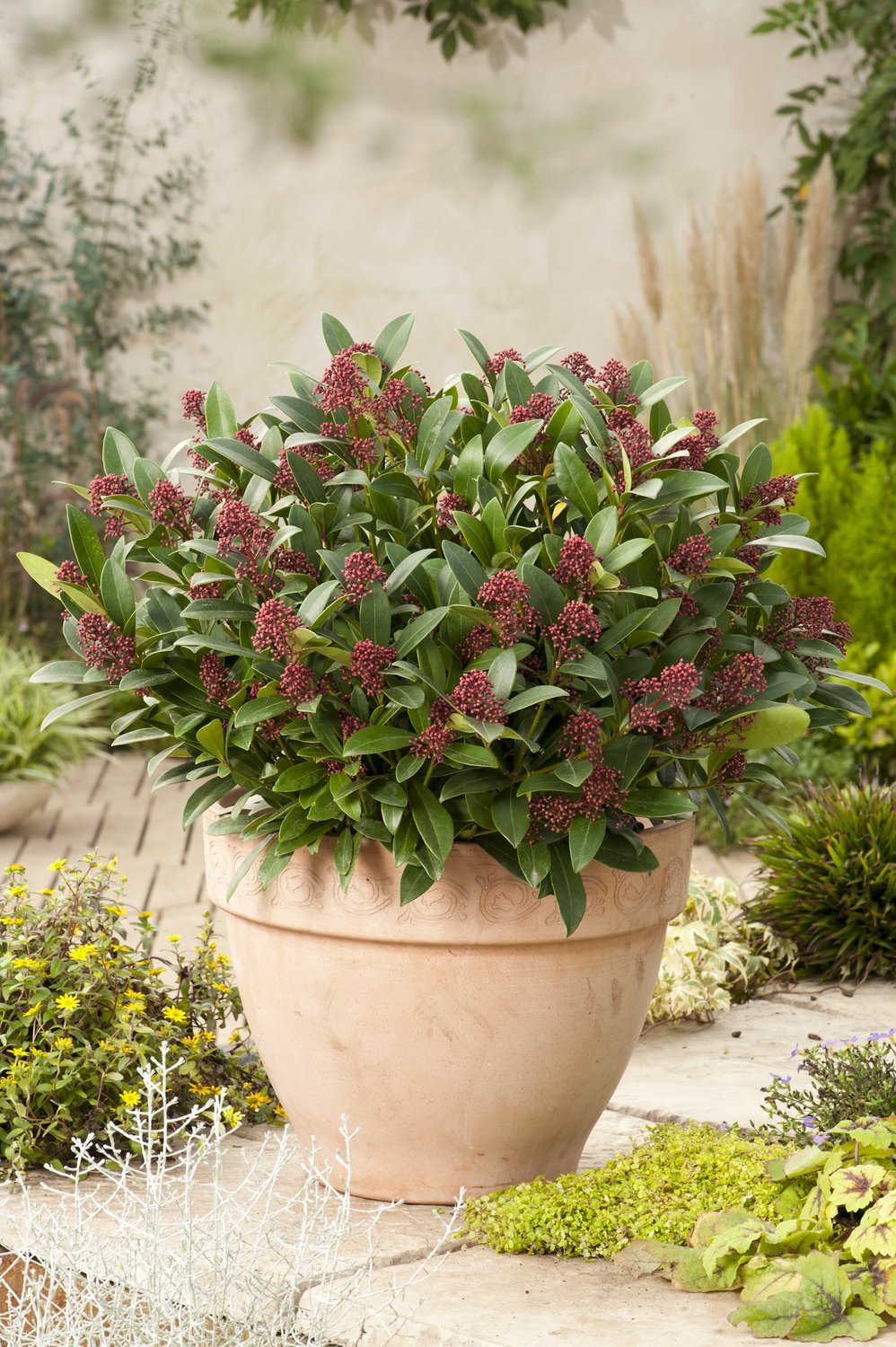 Skimmia japonica 'Rubella'