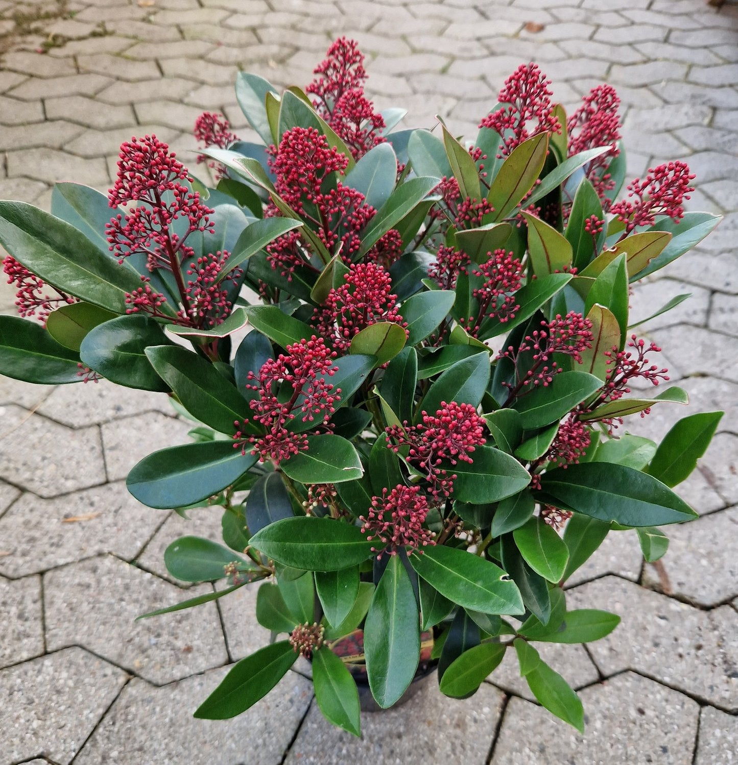Skimmia japonica 'Rubella'