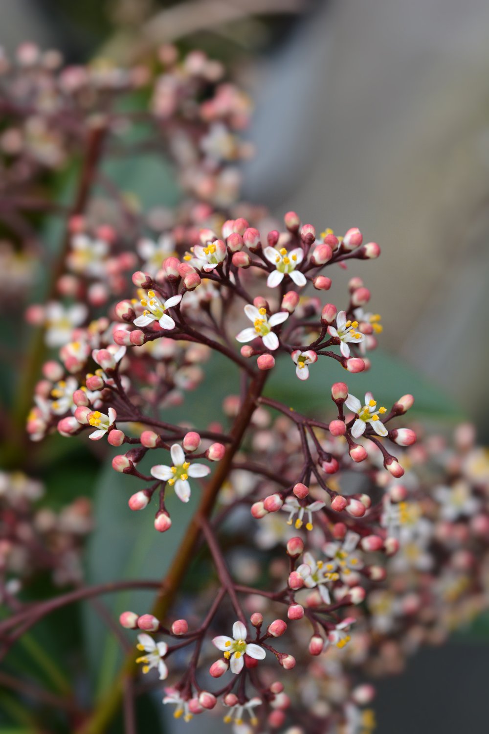 Skimmia japonica 'Rubella'