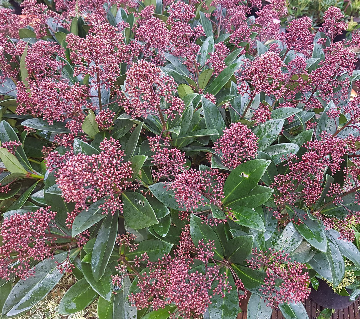 Skimmia japonica 'Rubella'