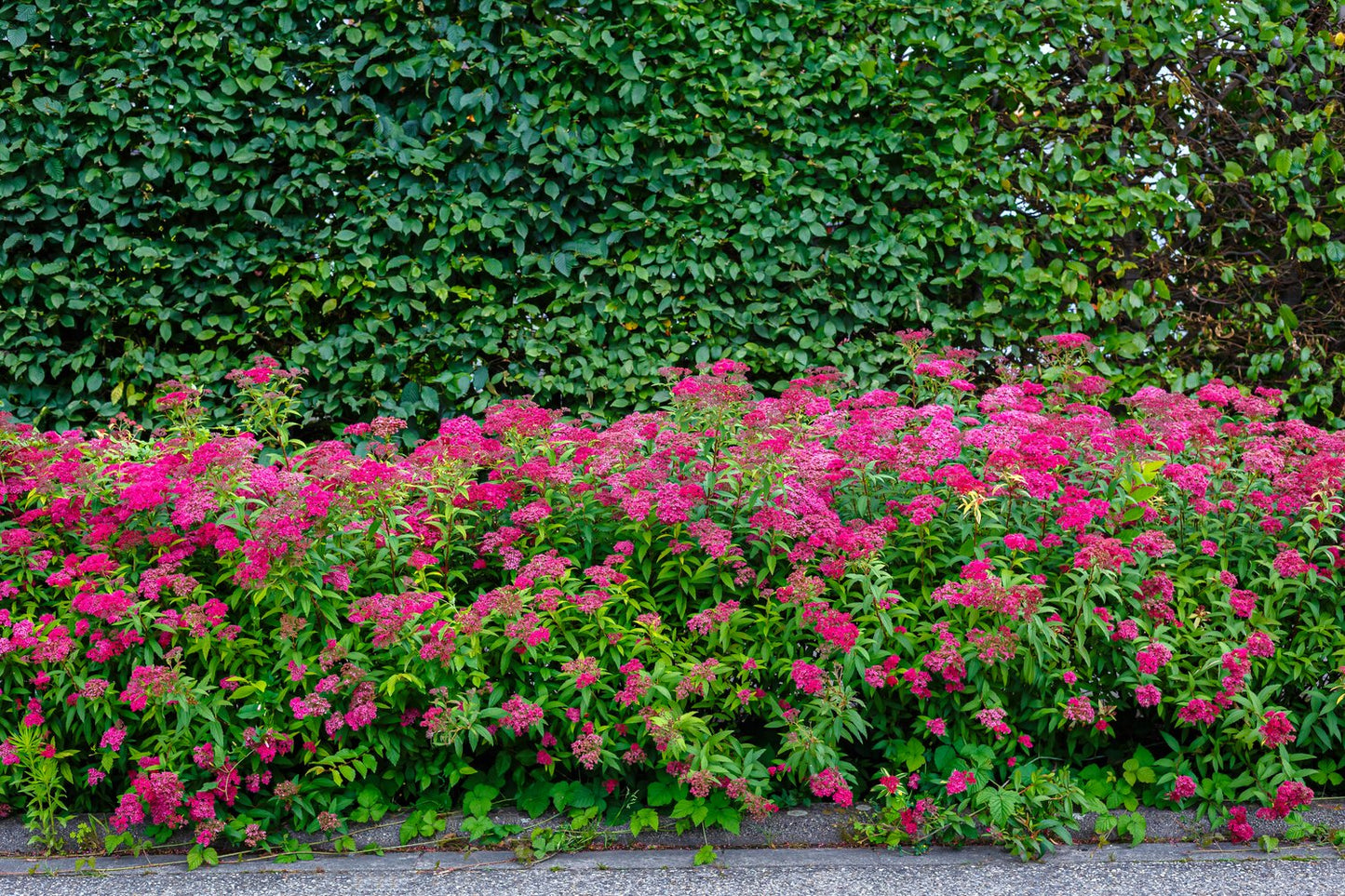 Spiraea japonica 'Anthony Waterer'