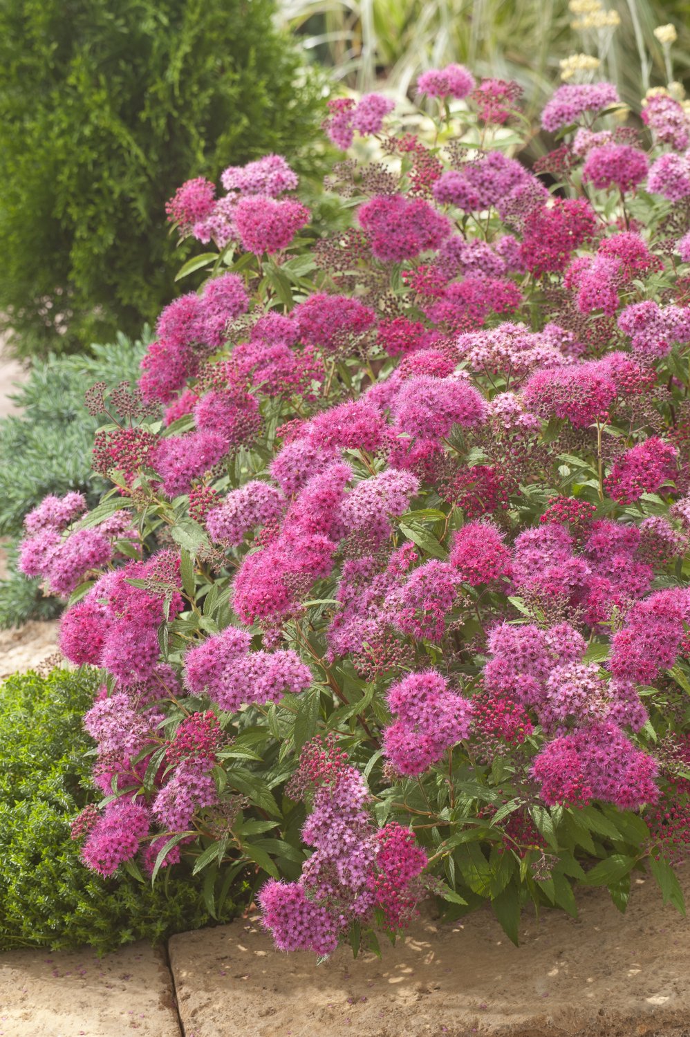 Spiraea japonica 'Anthony Waterer'