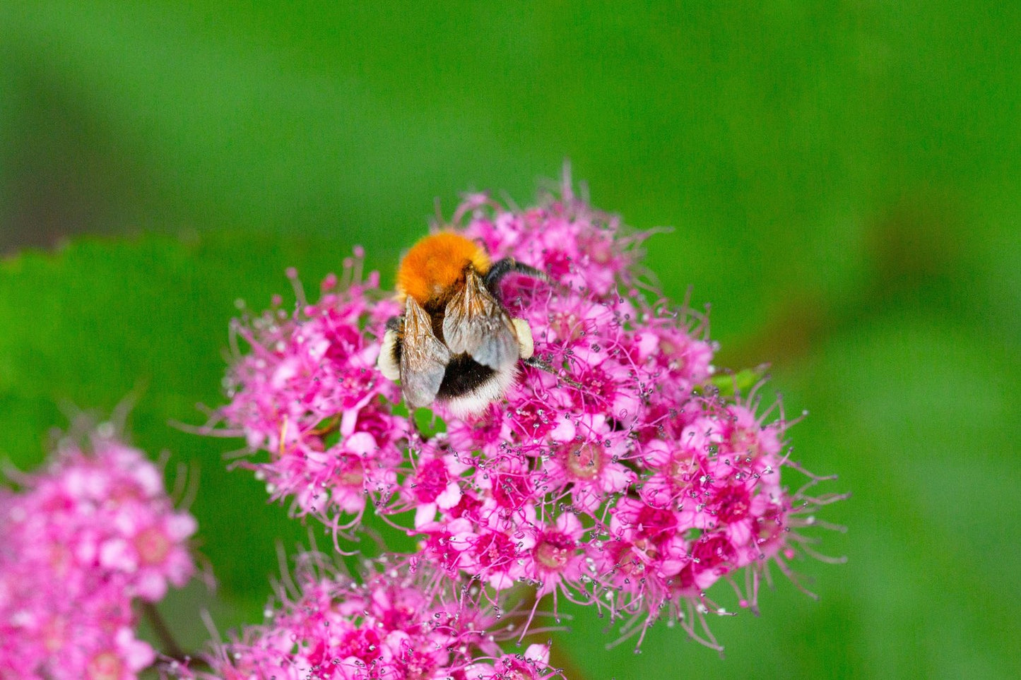 Spiraea japonica 'Anthony Waterer'