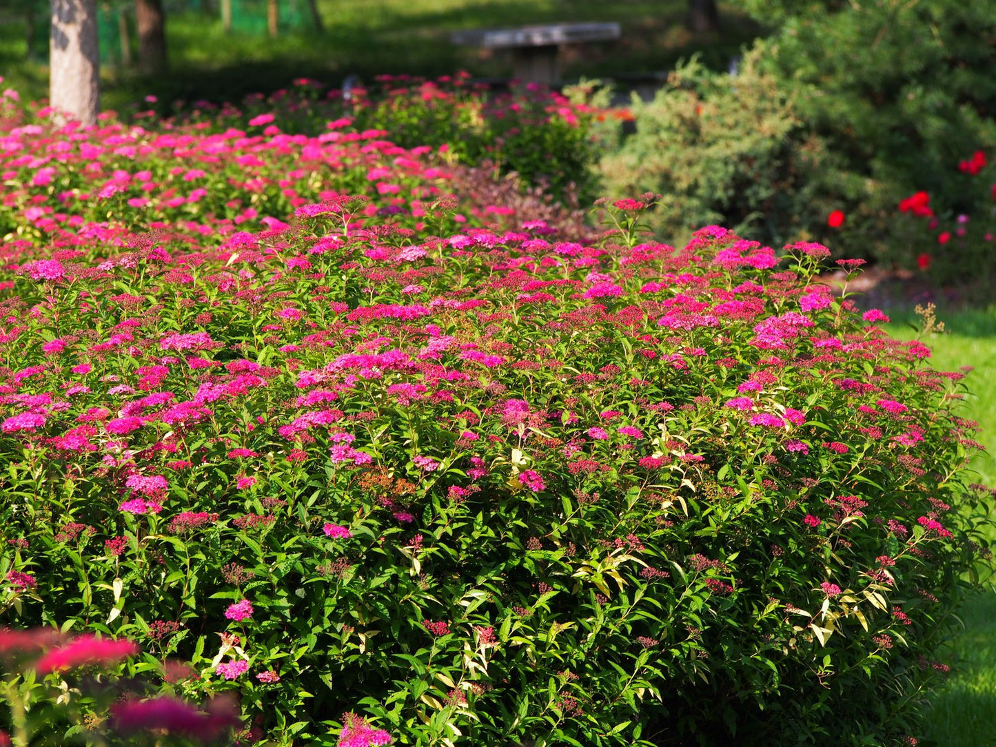Spiraea japonica 'Anthony Waterer'