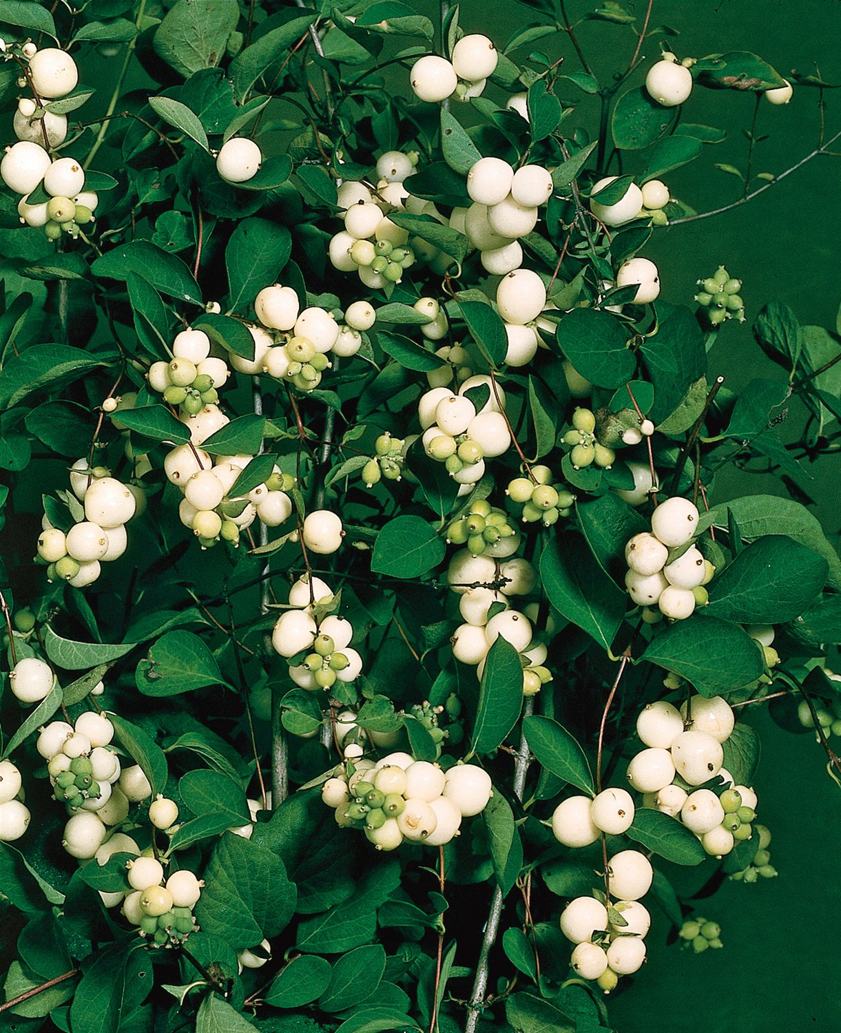 Symphoricarpos albus
