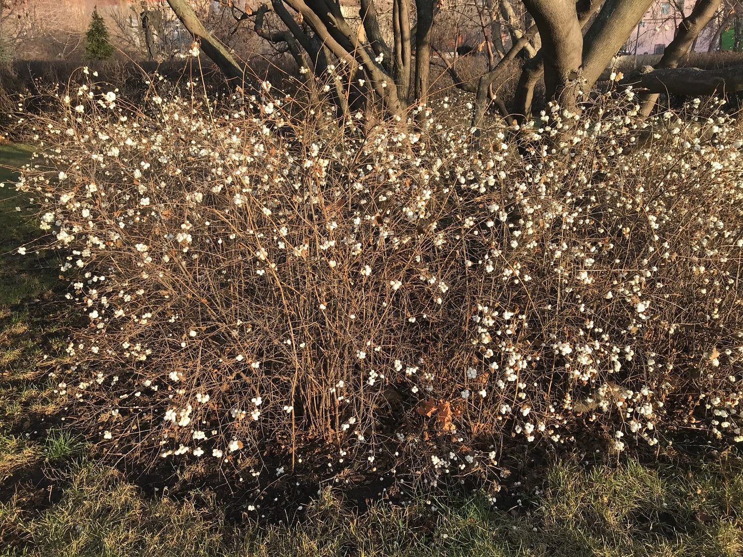 Symphoricarpos albus