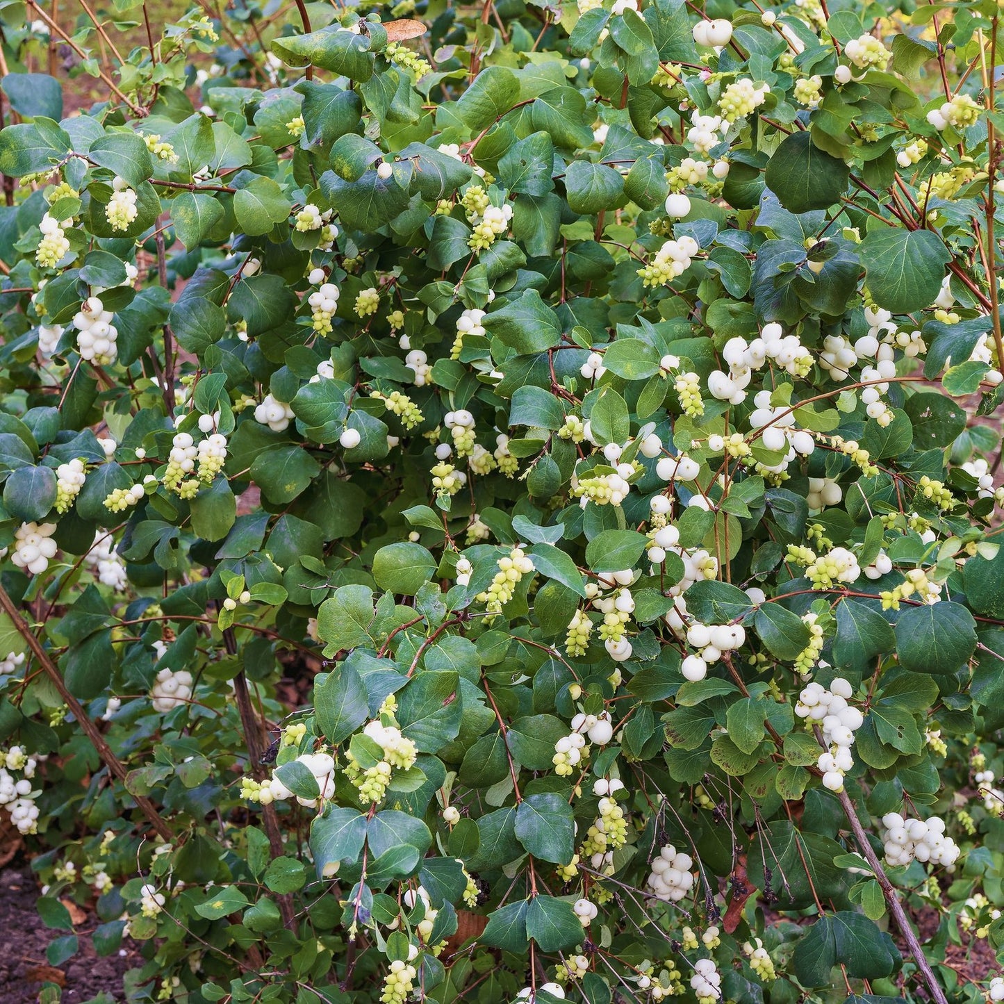 Symphoricarpos albus