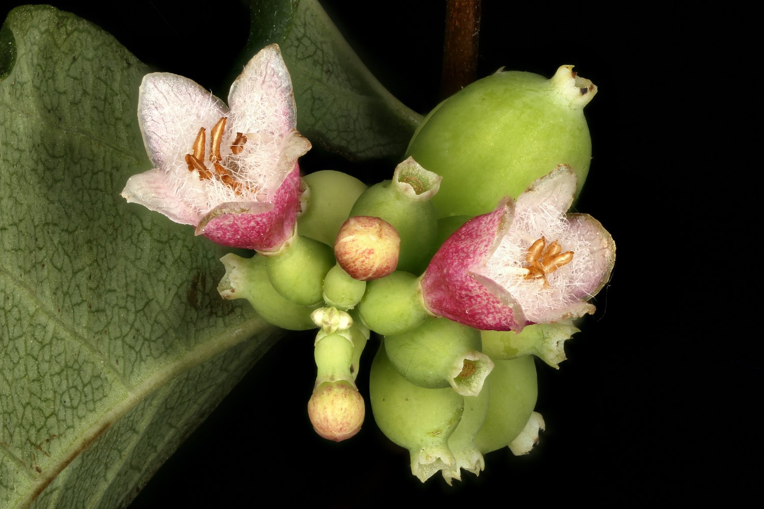 Symphoricarpos albus