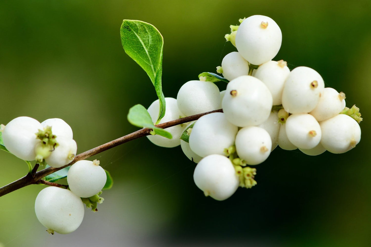 Symphoricarpos albus