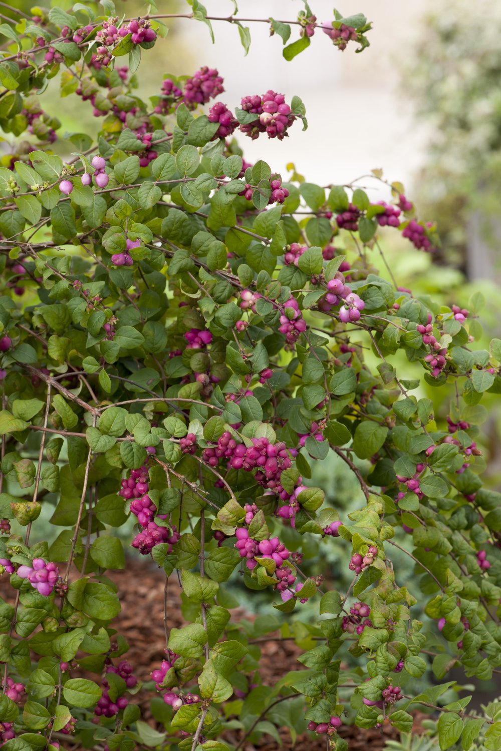 Symphoricarpos × doorenbosii 'Magic Berry'
