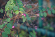Symphoricarpos × doorenbosii 'Magic Berry'