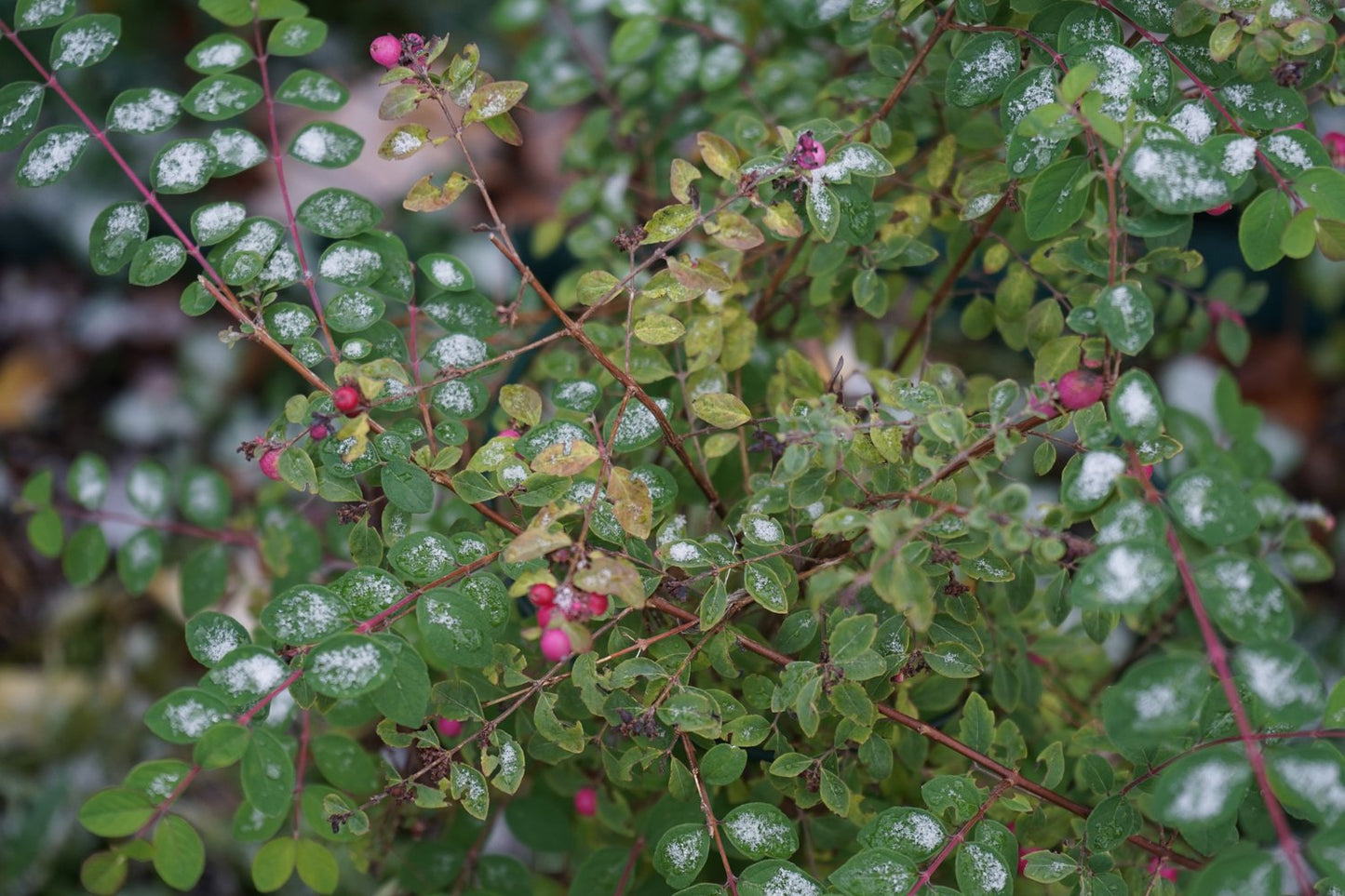 Symphoricarpos × doorenbosii 'Magic Berry'