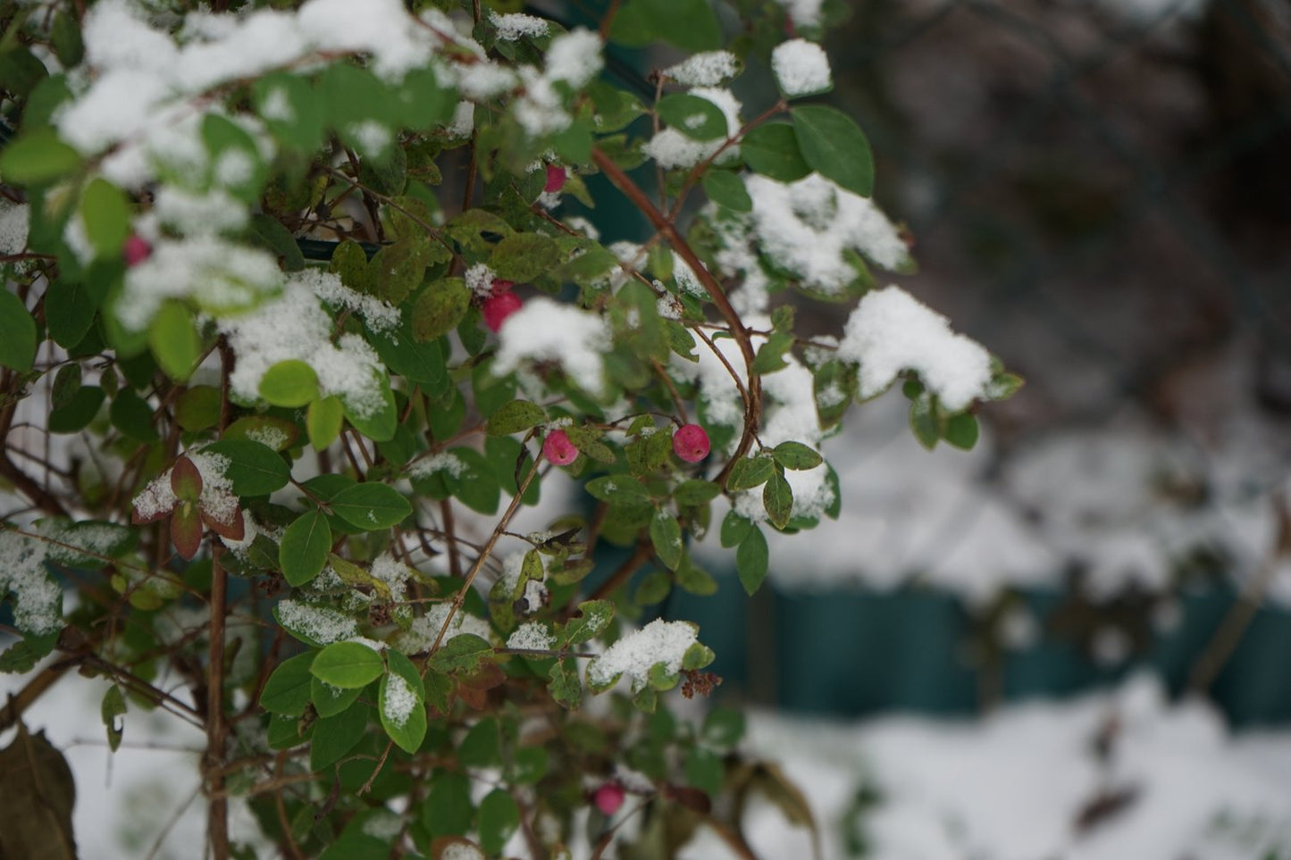 Symphoricarpos × doorenbosii 'Magic Berry'