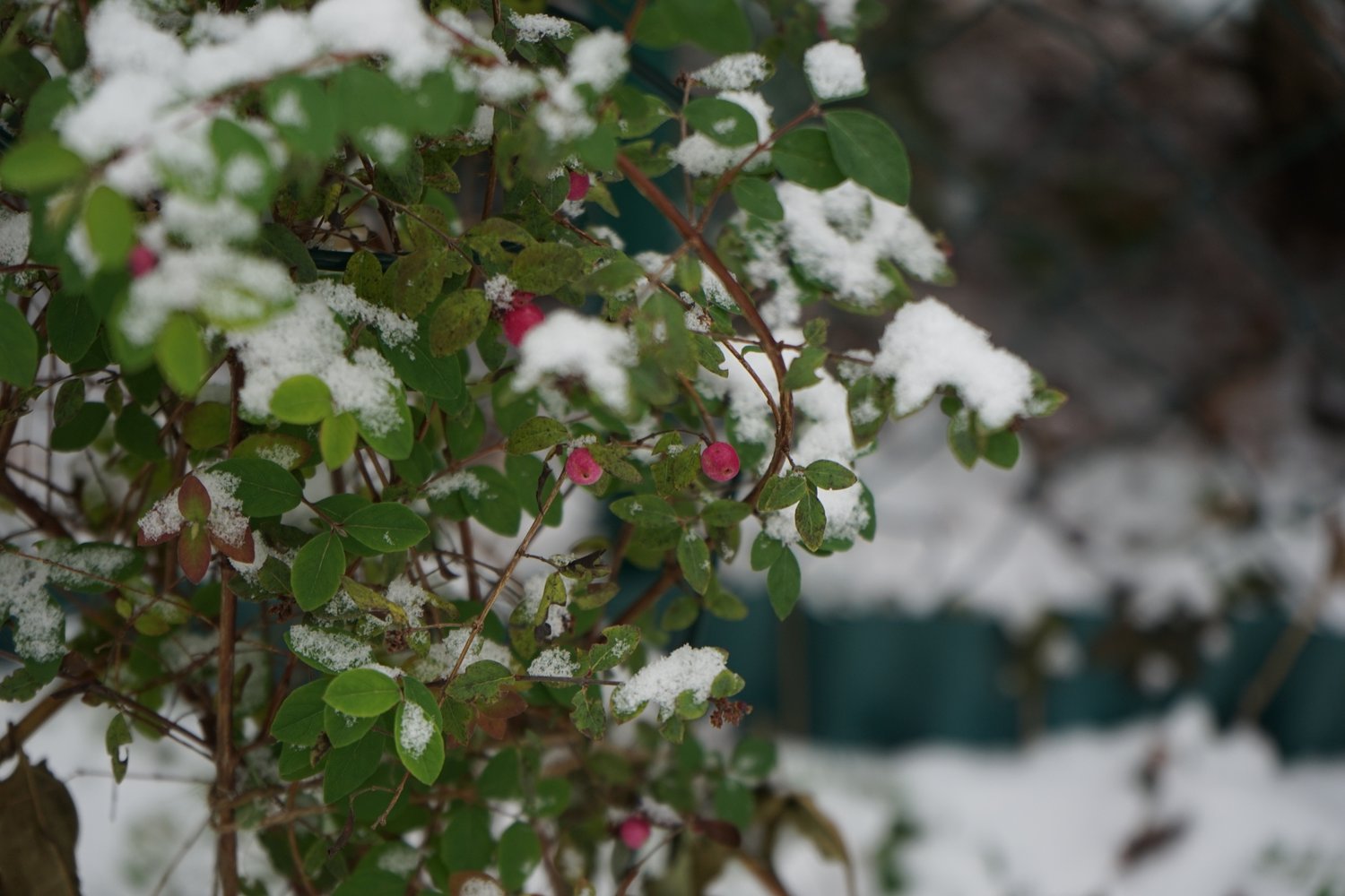 Symphoricarpos × doorenbosii 'Magic Berry'