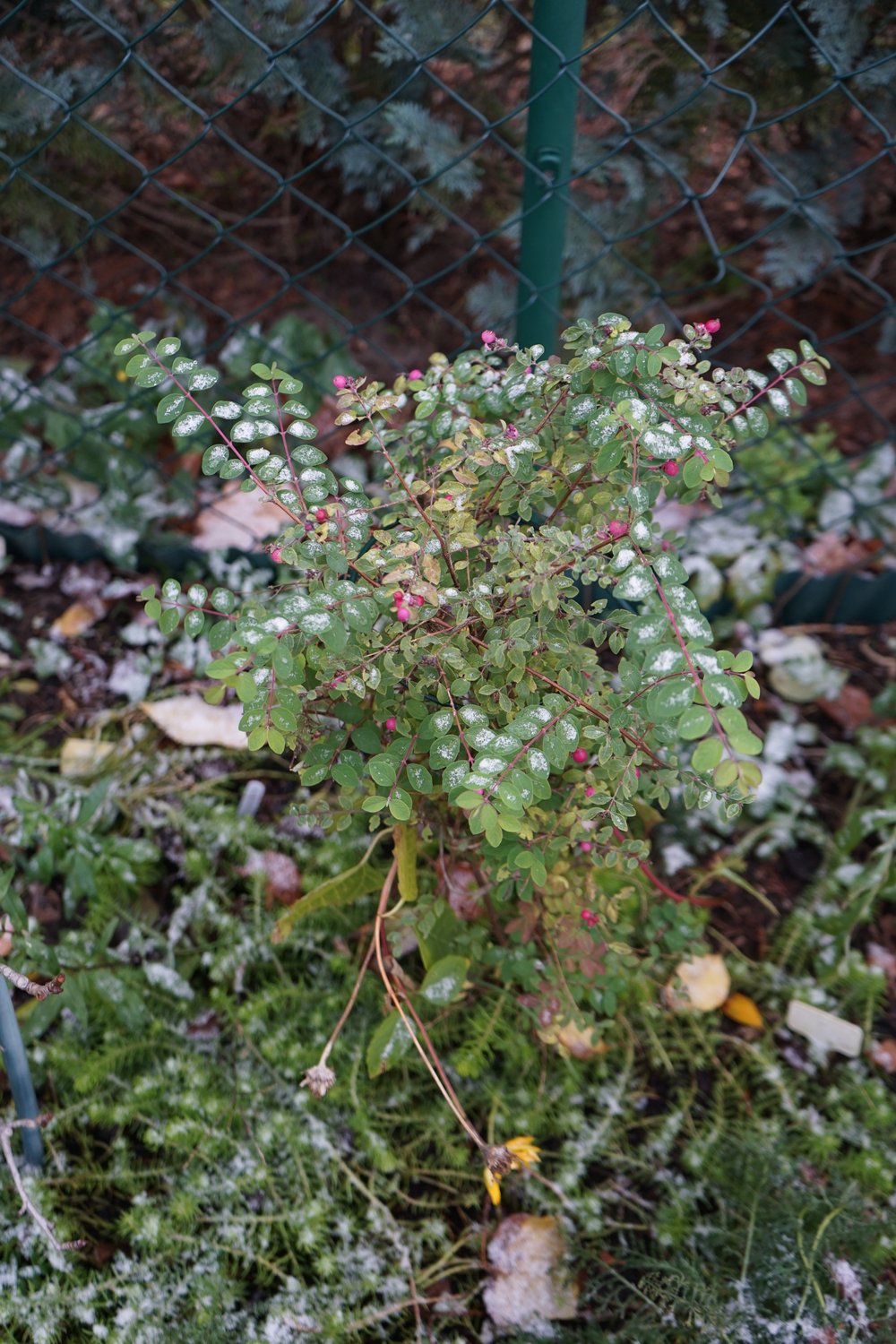 Symphoricarpos × doorenbosii 'Magic Berry'