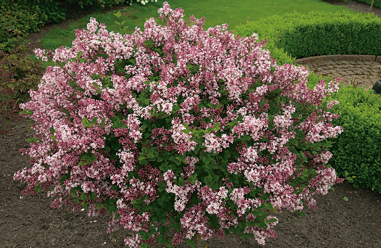 Syringa meyeri 'Palibin'