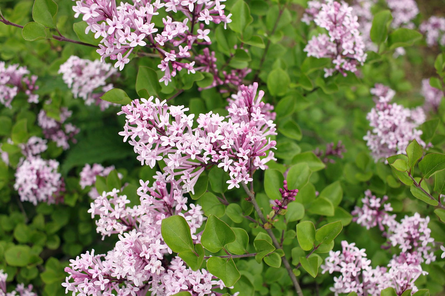 Syringa meyeri 'Palibin'