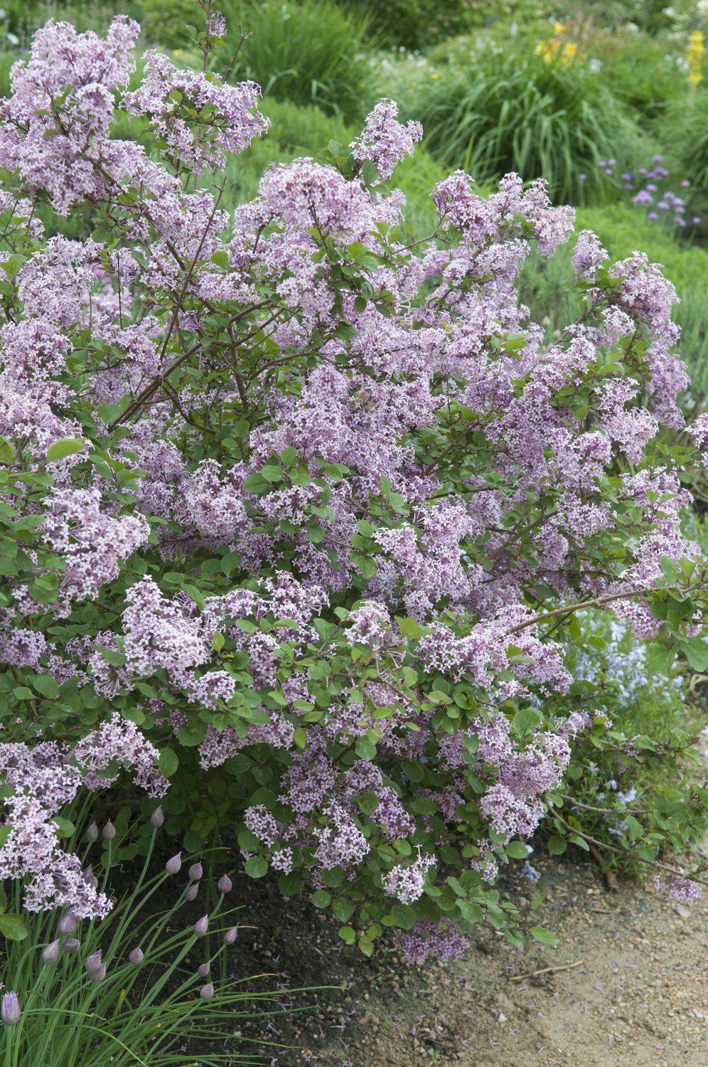 Syringa meyeri 'Palibin'
