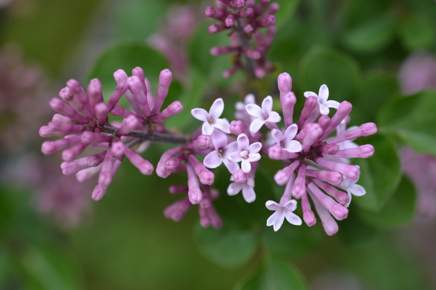 Syringa meyeri 'Palibin'