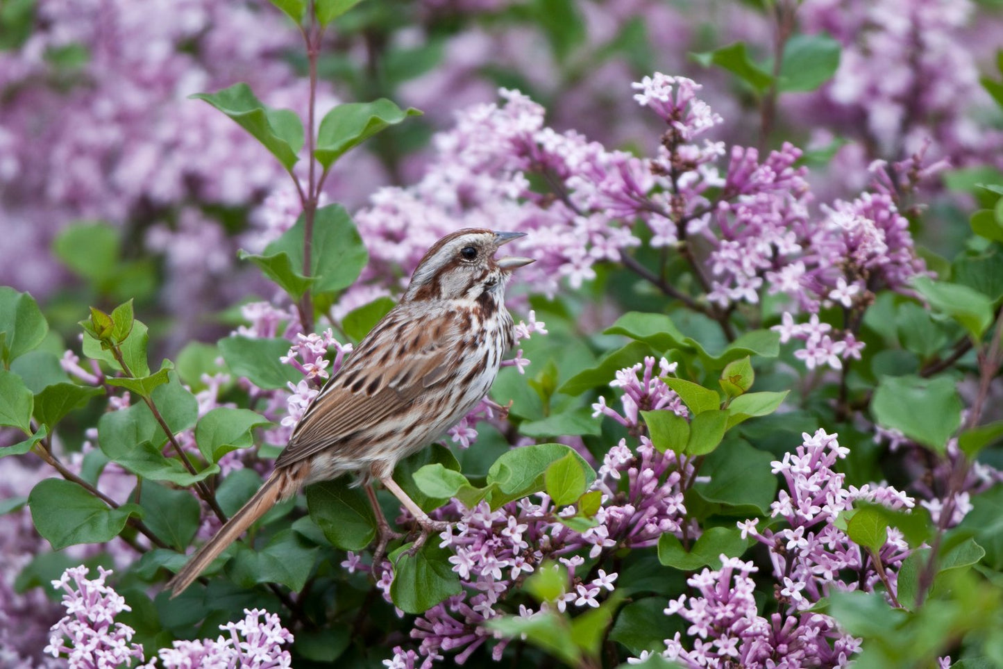 Syringa meyeri 'Palibin'
