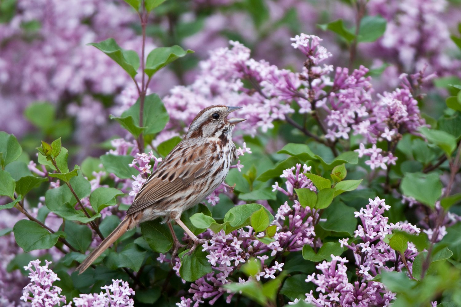 Syringa meyeri 'Palibin'