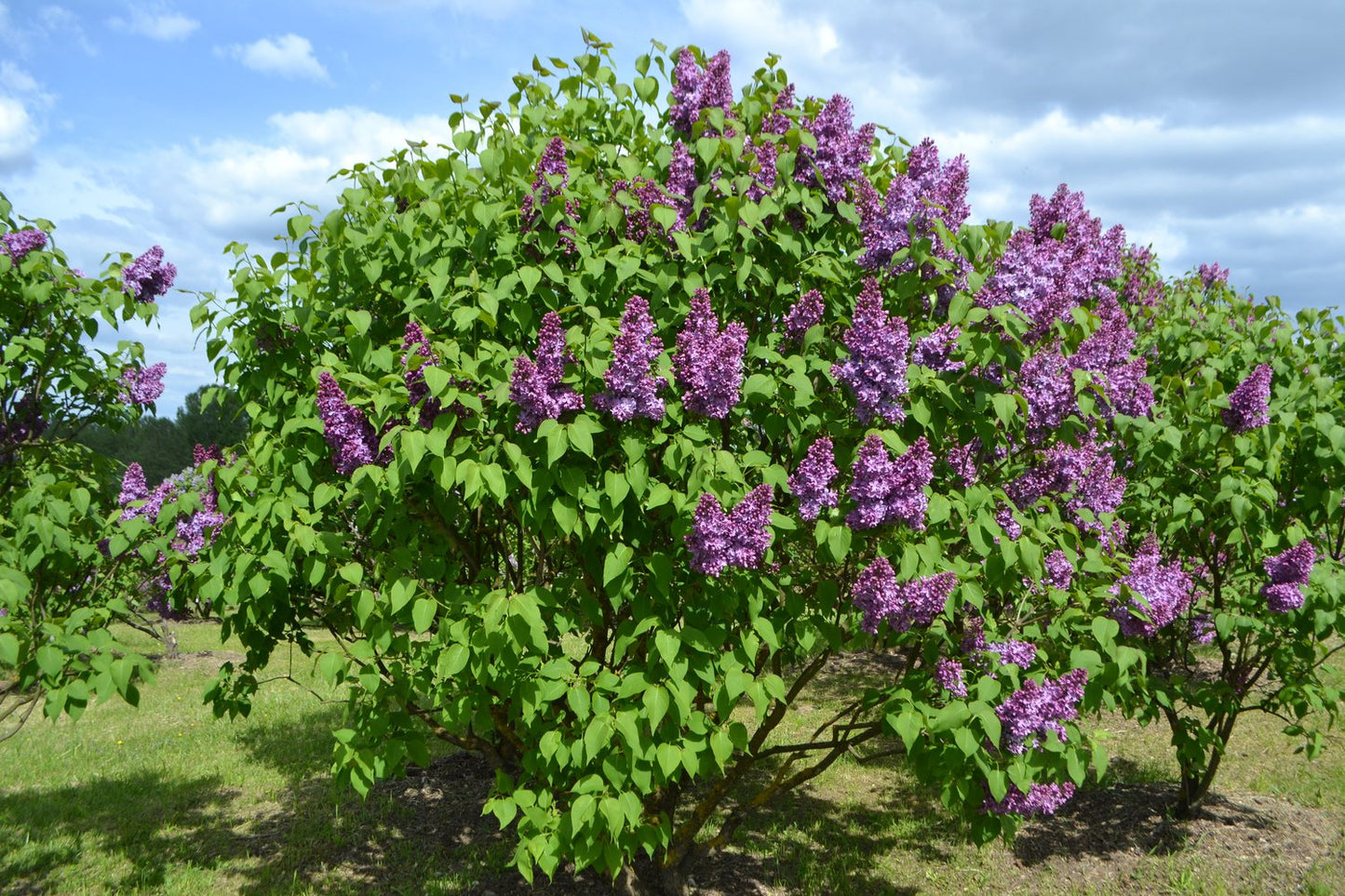 Syringa vulgaris