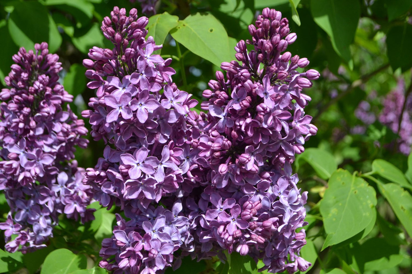 Syringa vulgaris