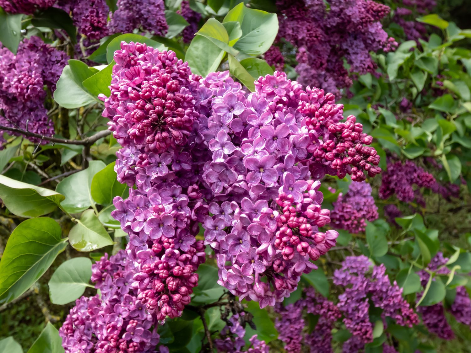 Syringa vulgaris