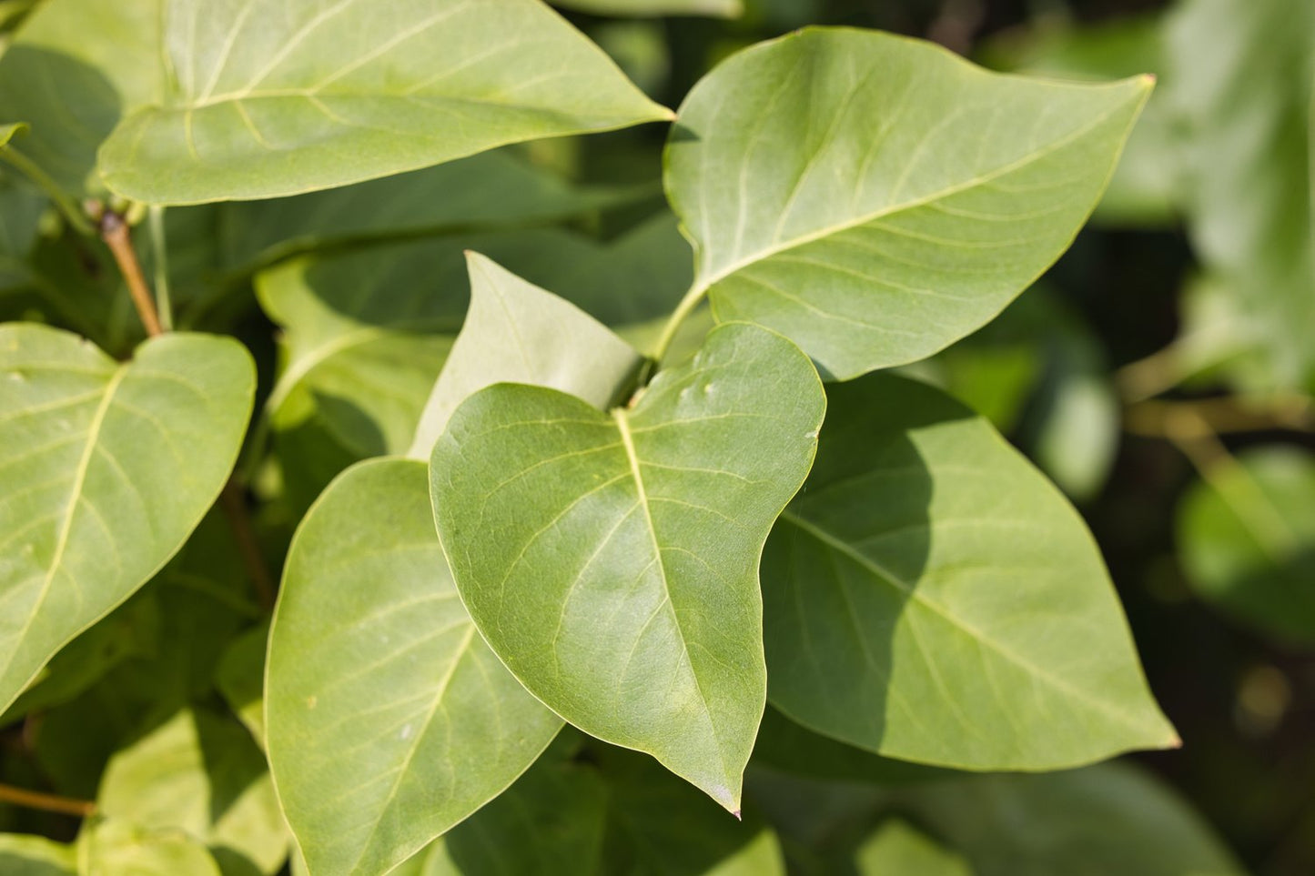 Syringa vulgaris
