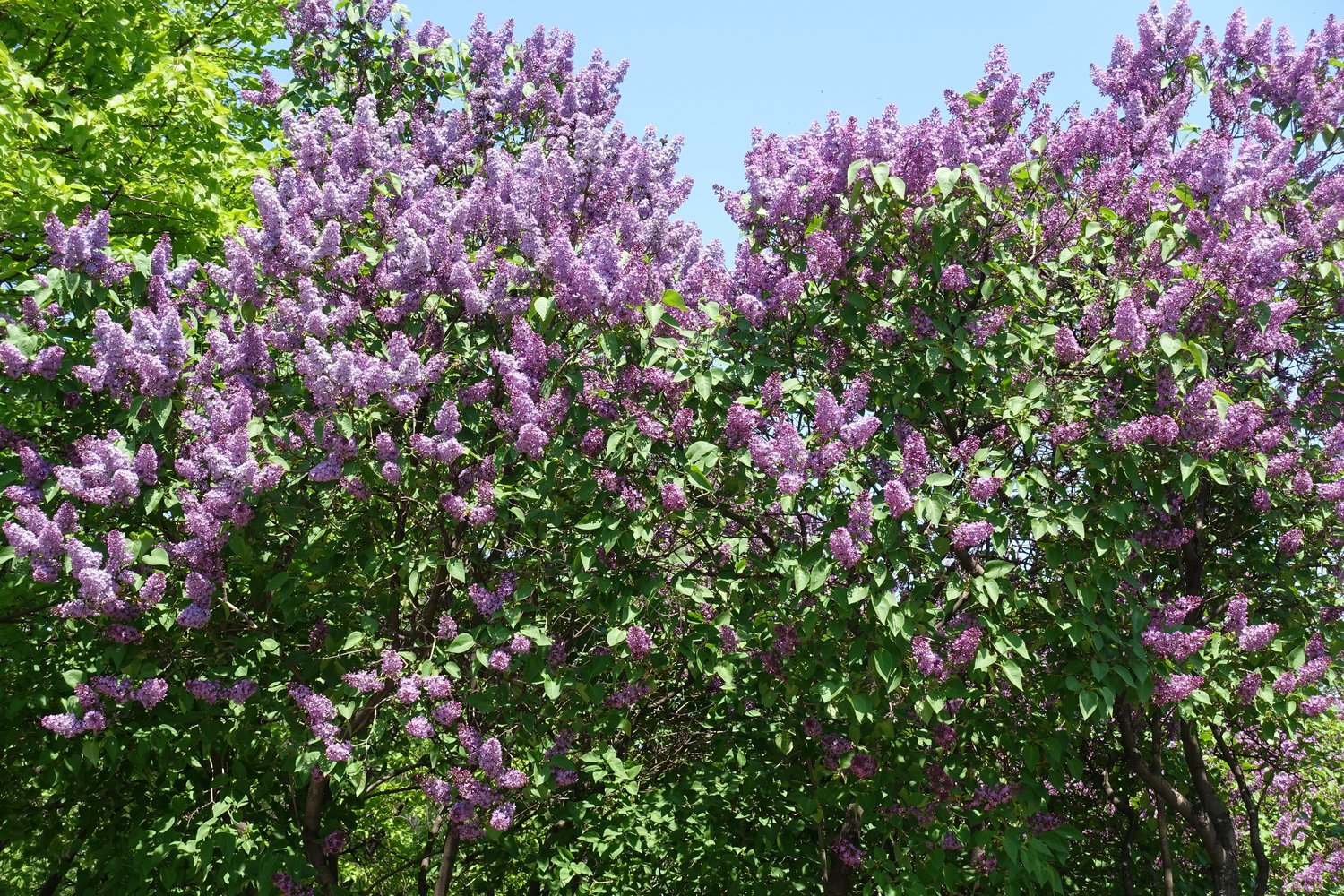 Syringa vulgaris