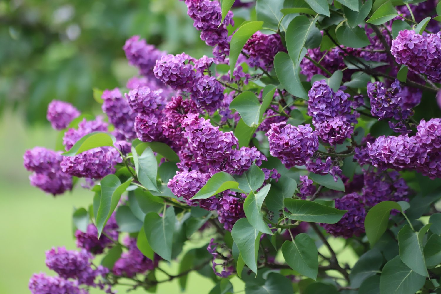 Syringa vulgaris