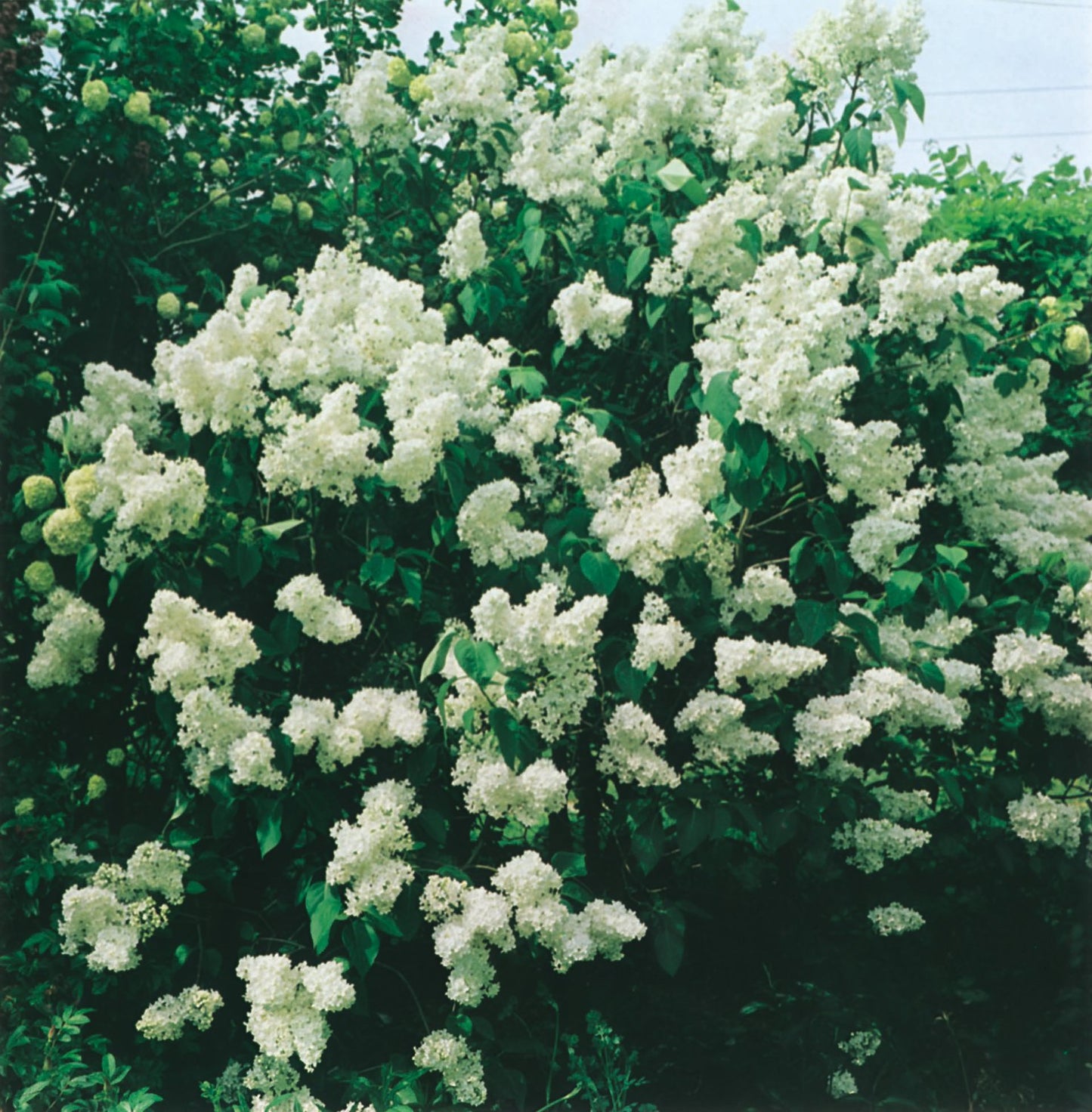 Syringa vulgaris f. alba