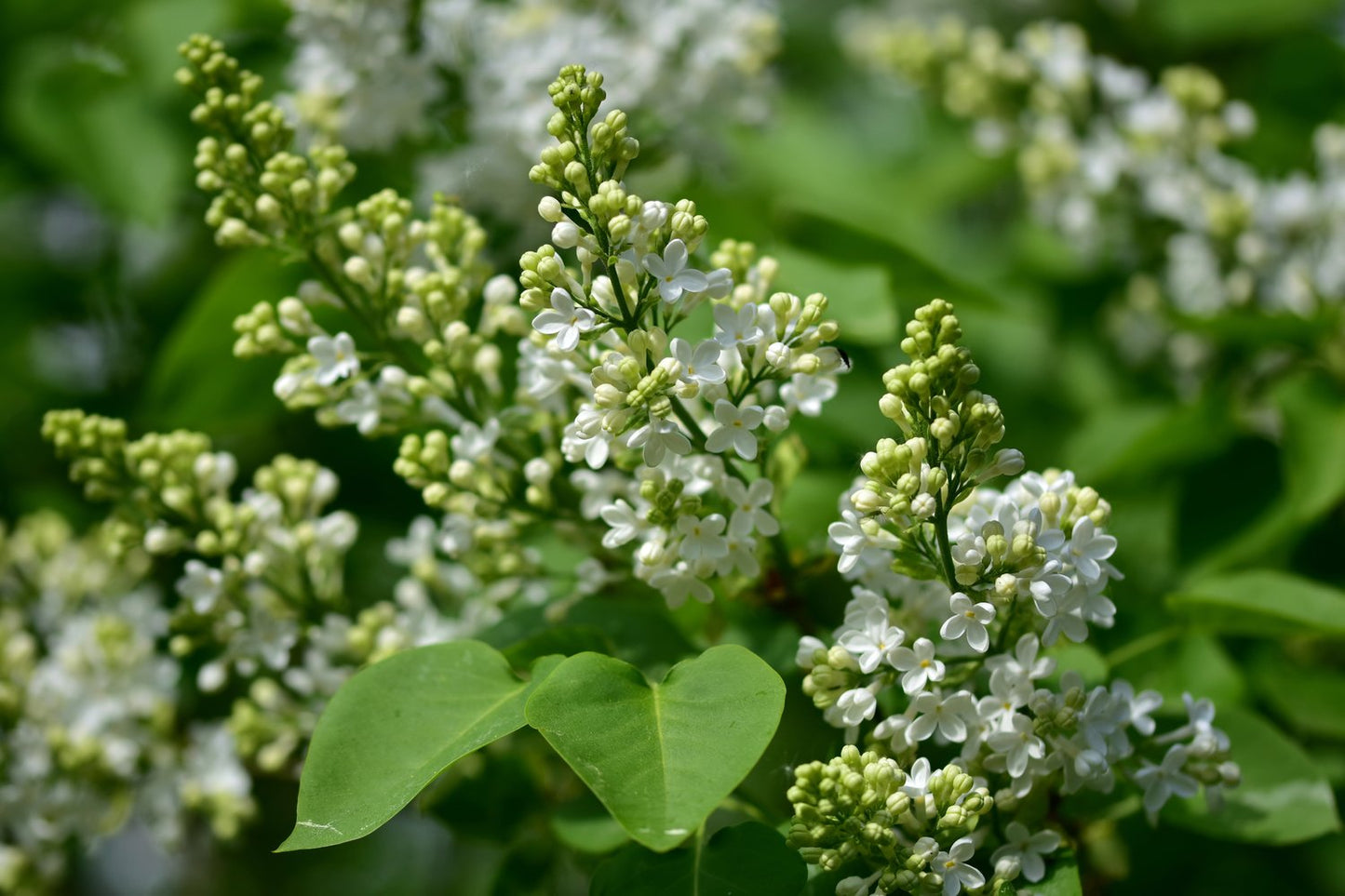 Syringa vulgaris f. alba
