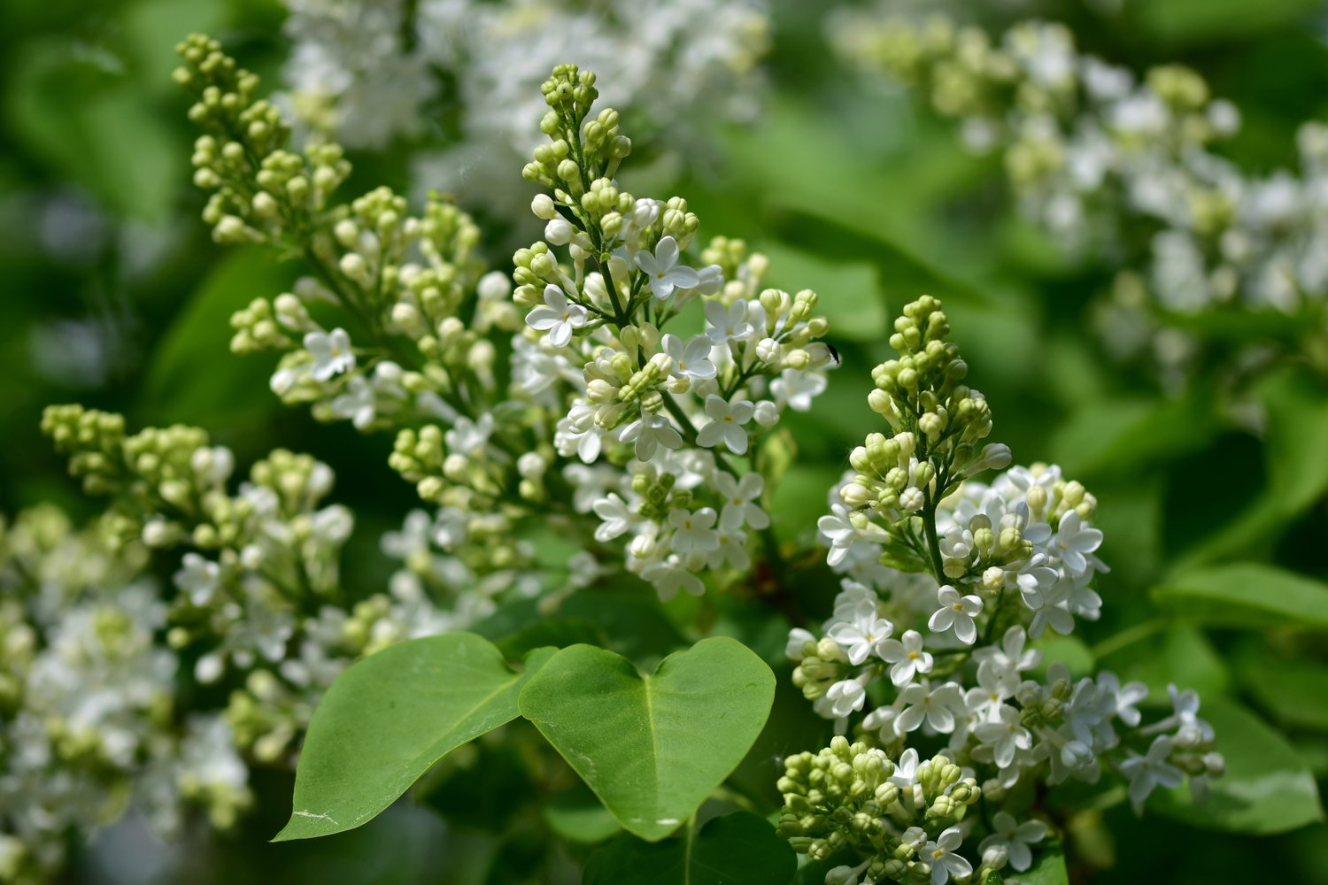 Syringa vulgaris f. alba