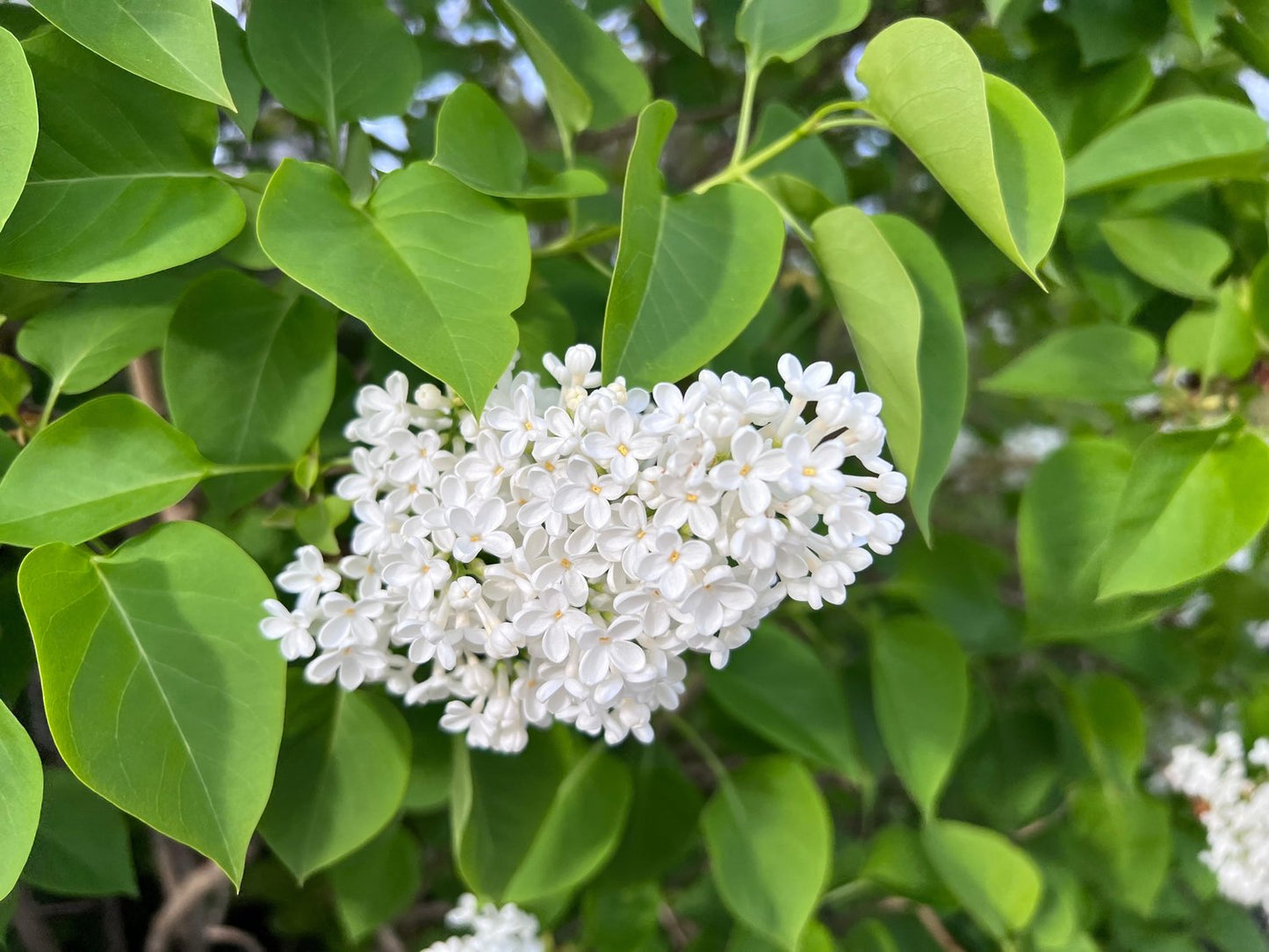 Syringa vulgaris f. alba