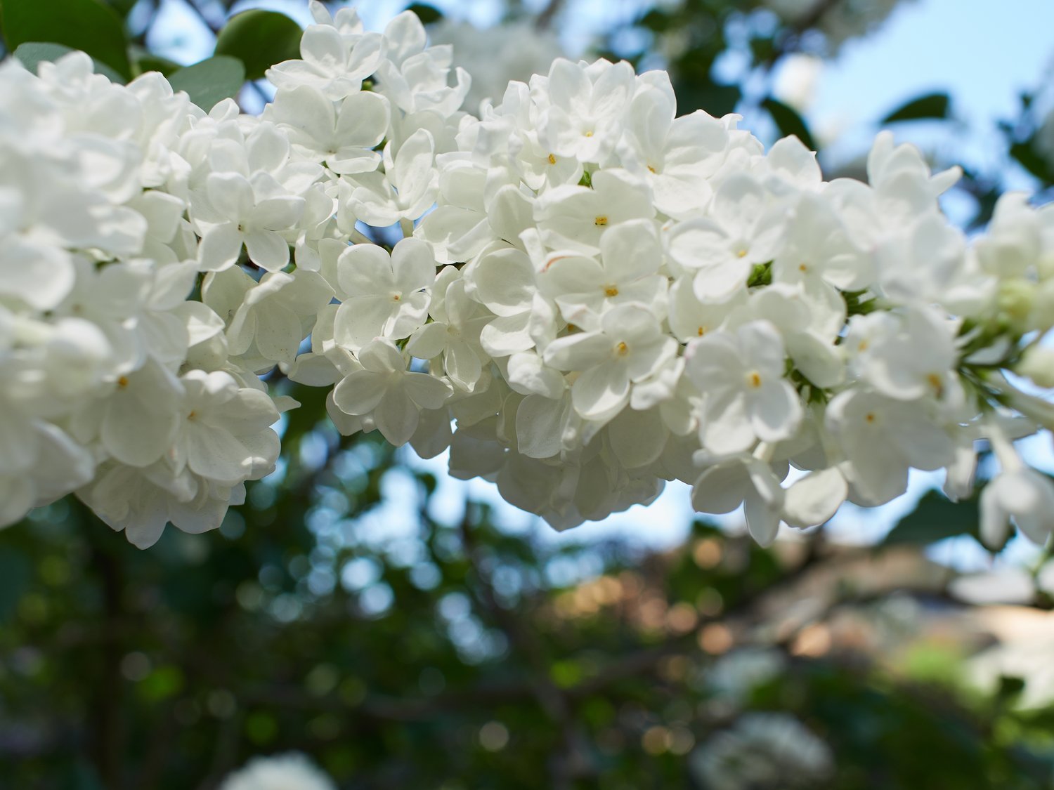 Syringa vulgaris f. alba