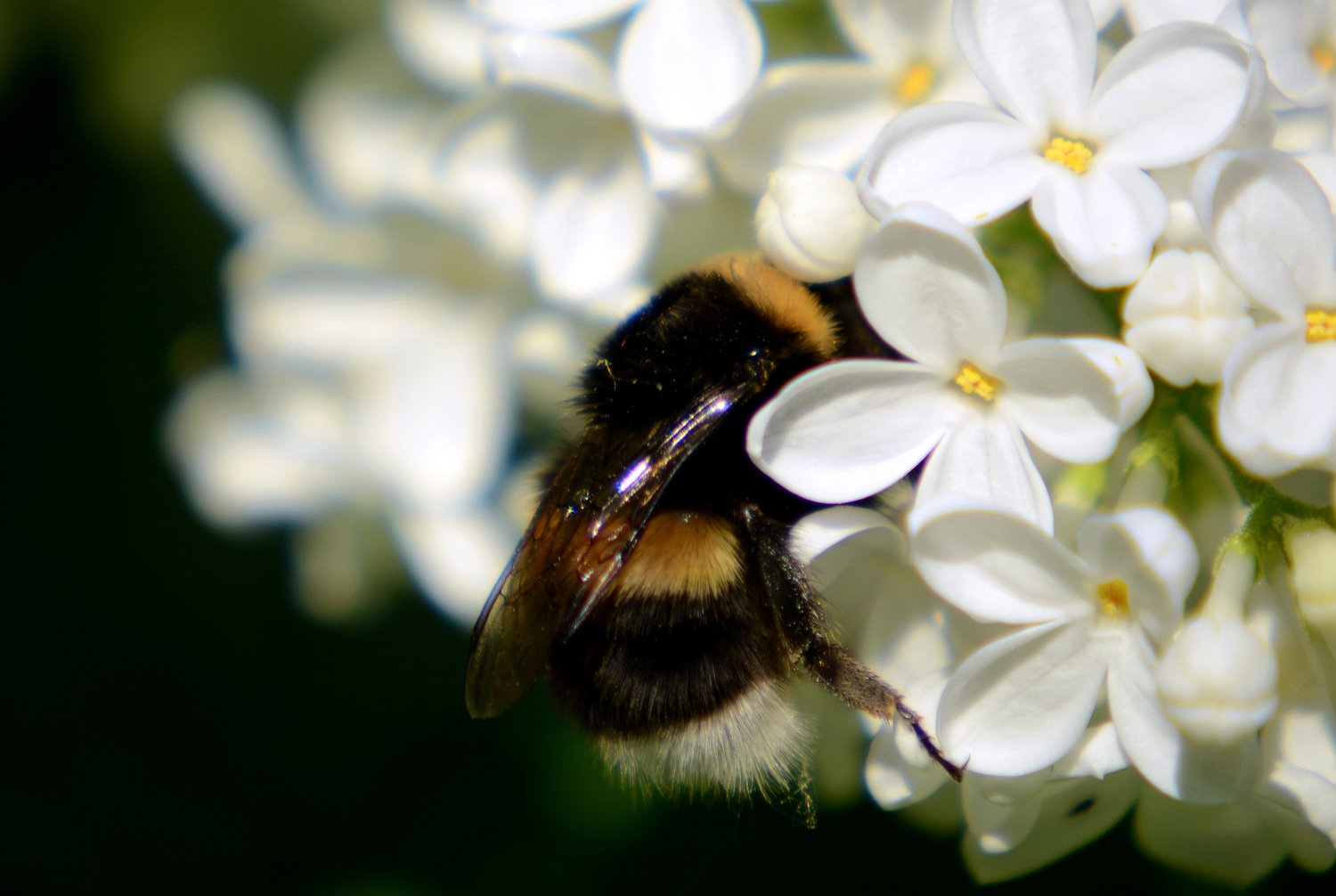 Syringa vulgaris f. alba