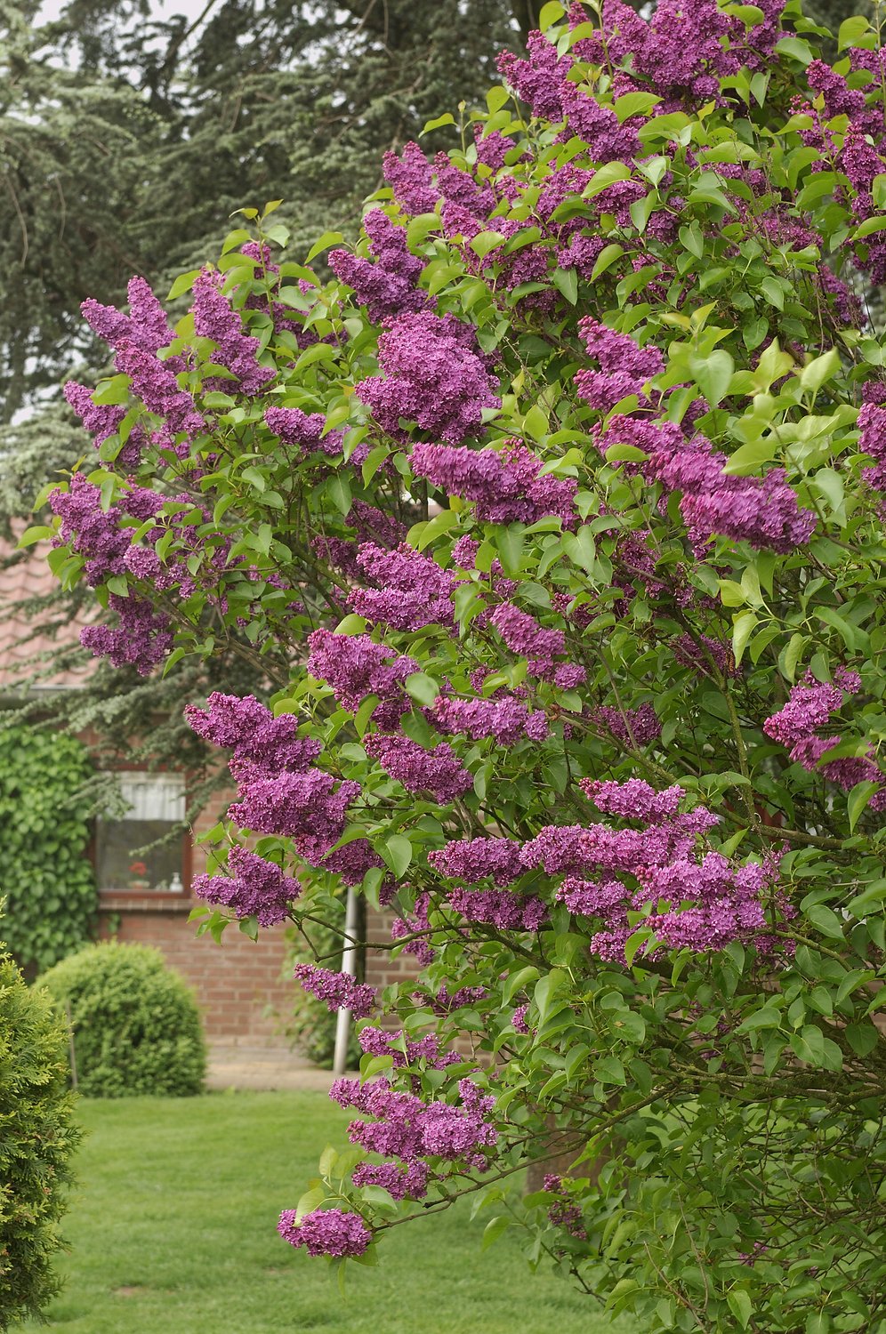 Syringa vulgaris 'Andenken an Ludwig Späth'
