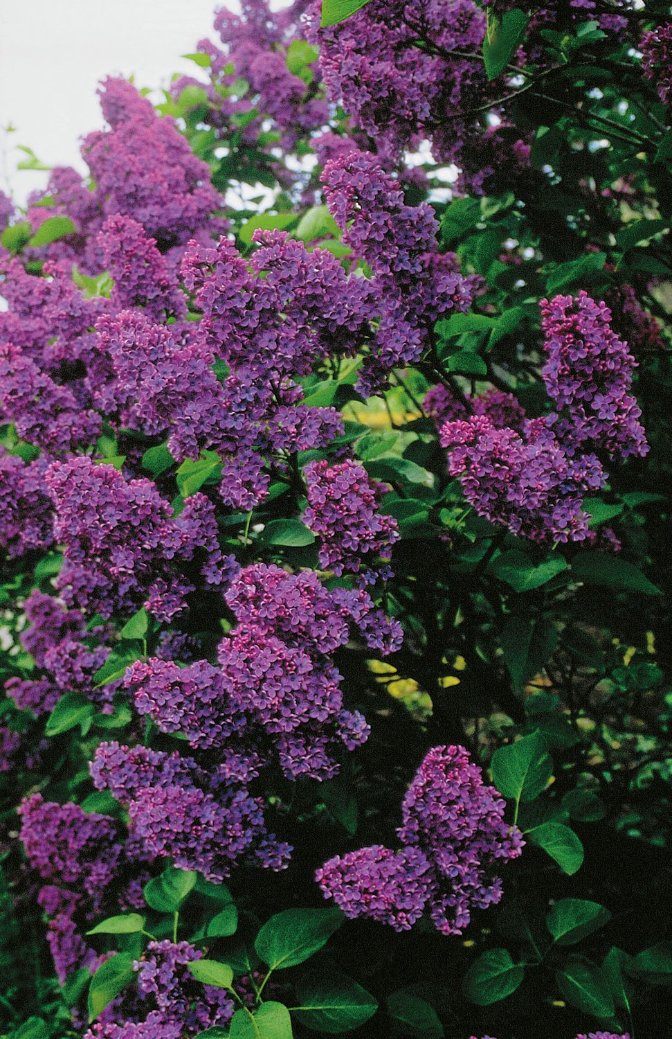 Syringa vulgaris 'Andenken an Ludwig Späth'