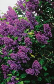 Syringa vulgaris 'Andenken an Ludwig Späth'