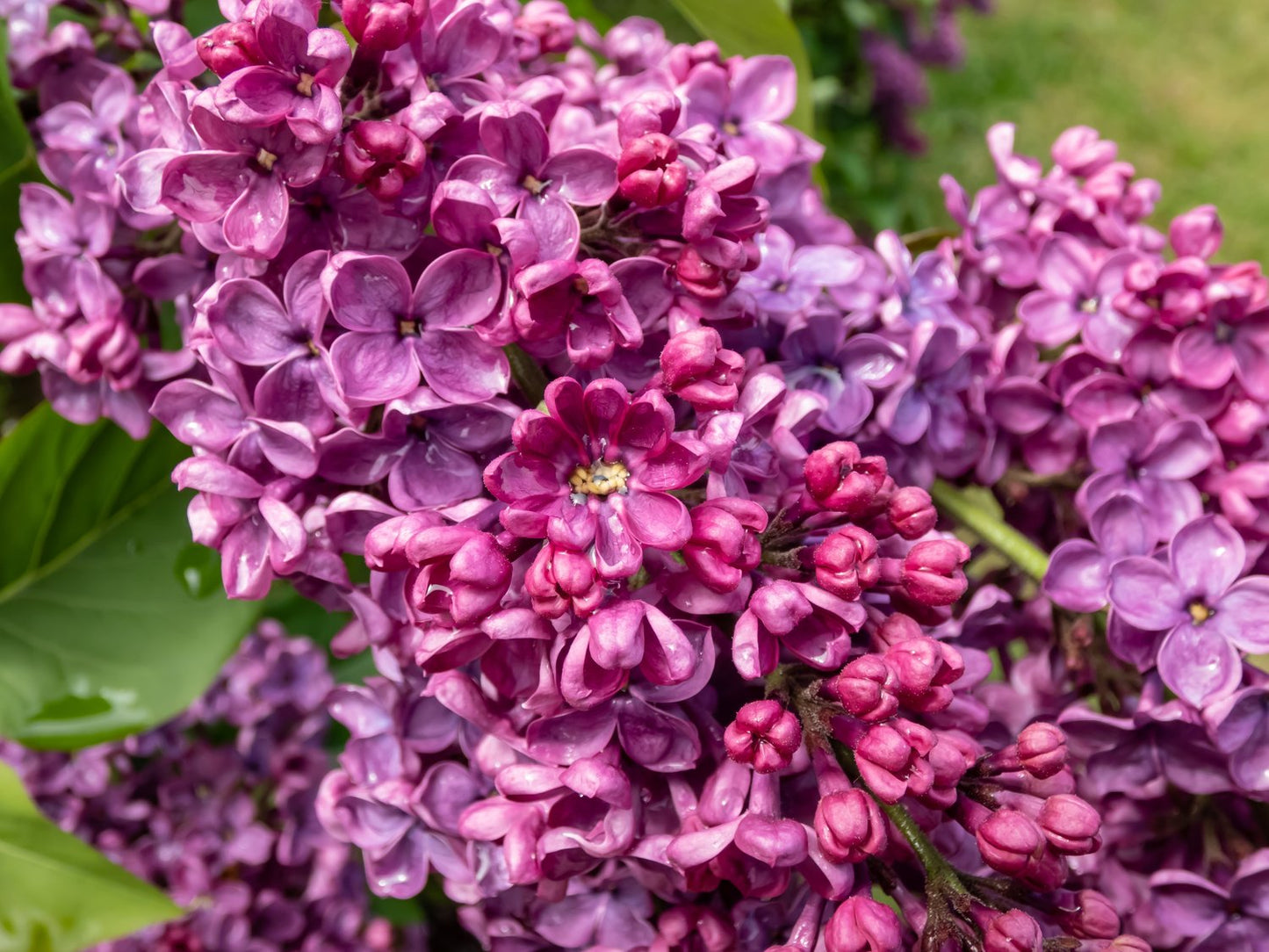 Syringa vulgaris 'Andenken an Ludwig Späth'