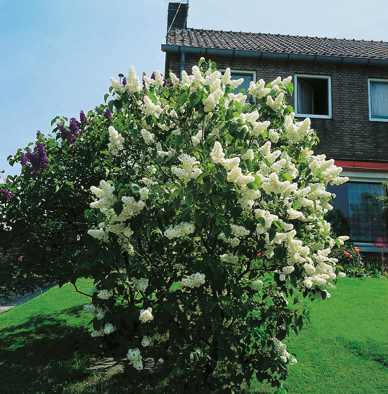 Syringa vulgaris 'Mme Lemoine'